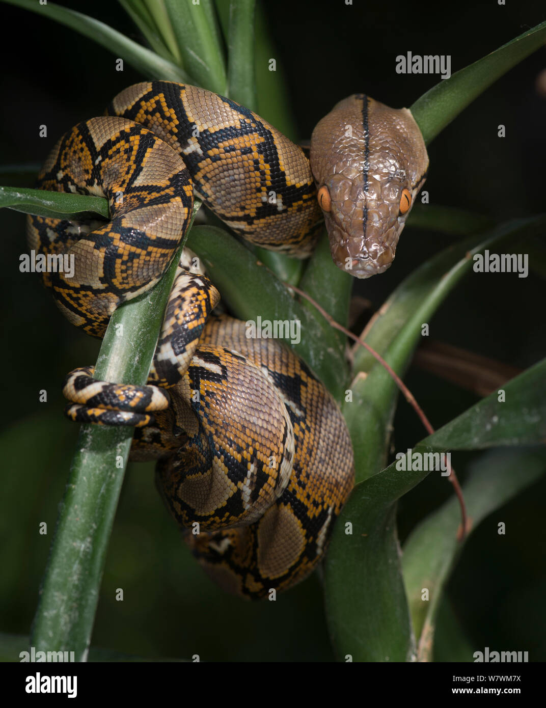 Netzpython (Malayopython reticulatus) an der Kamera suchen, Captive, beheimatet in Südostasien. Stockfoto