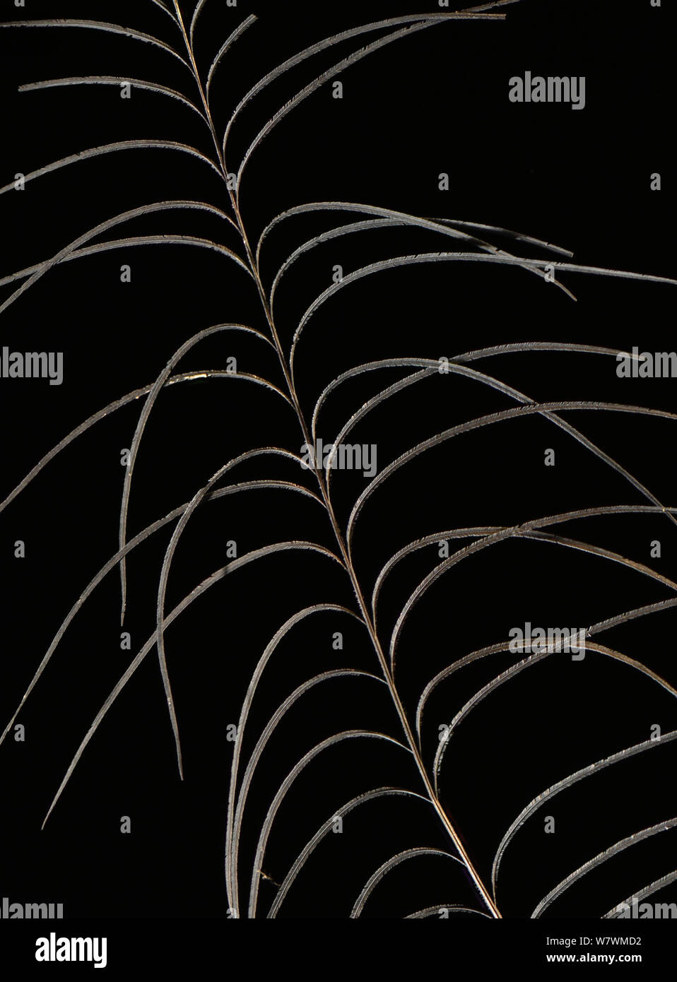 Blaue Krone Taube (Goura) Krone Feder auf schwarzem Hintergrund. Stockfoto