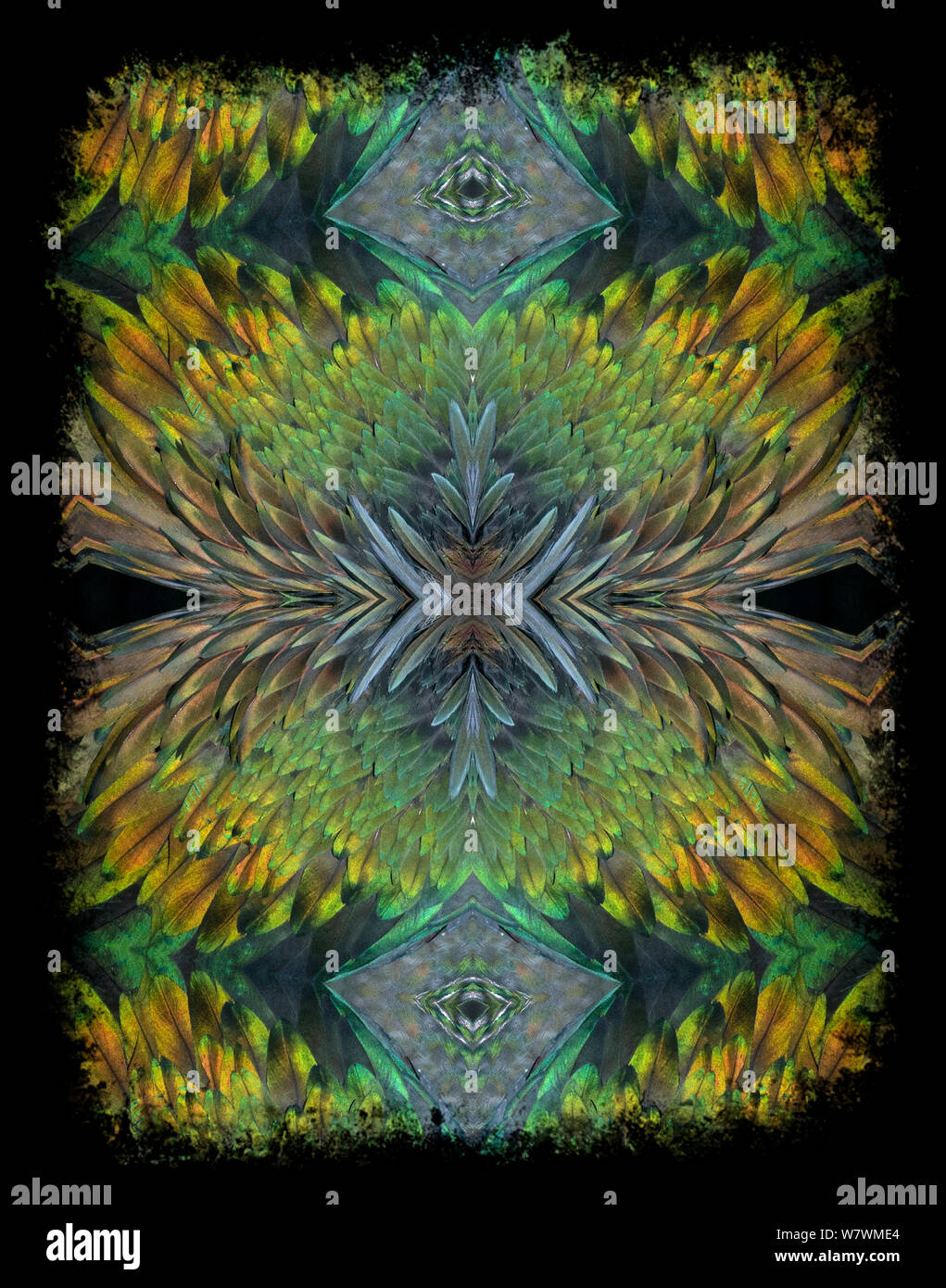 Kaleidoskop Muster aus Bild von Kragentaube (Caloenas nicobarica) Federn gebildet. Für die redaktionelle Nutzung bis Dezember 2015 eingeschränkt Stockfoto