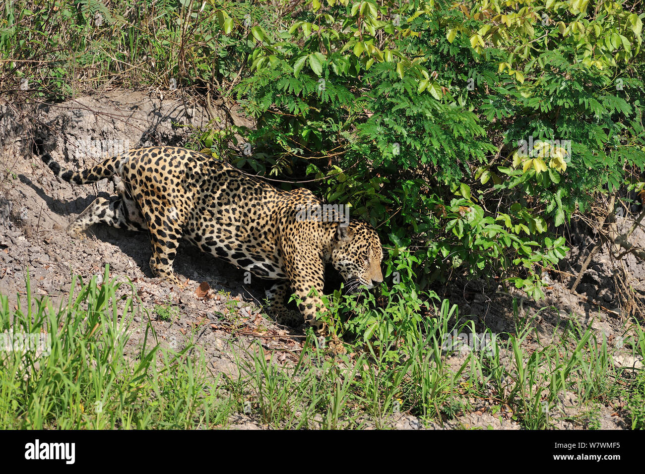 Jaguar (Panthera onca) Jagen auf der Bank von piquiri Fluss, Pantanal von Mato Grosso, Mato Grosso, Westen Brasiliens. Stockfoto