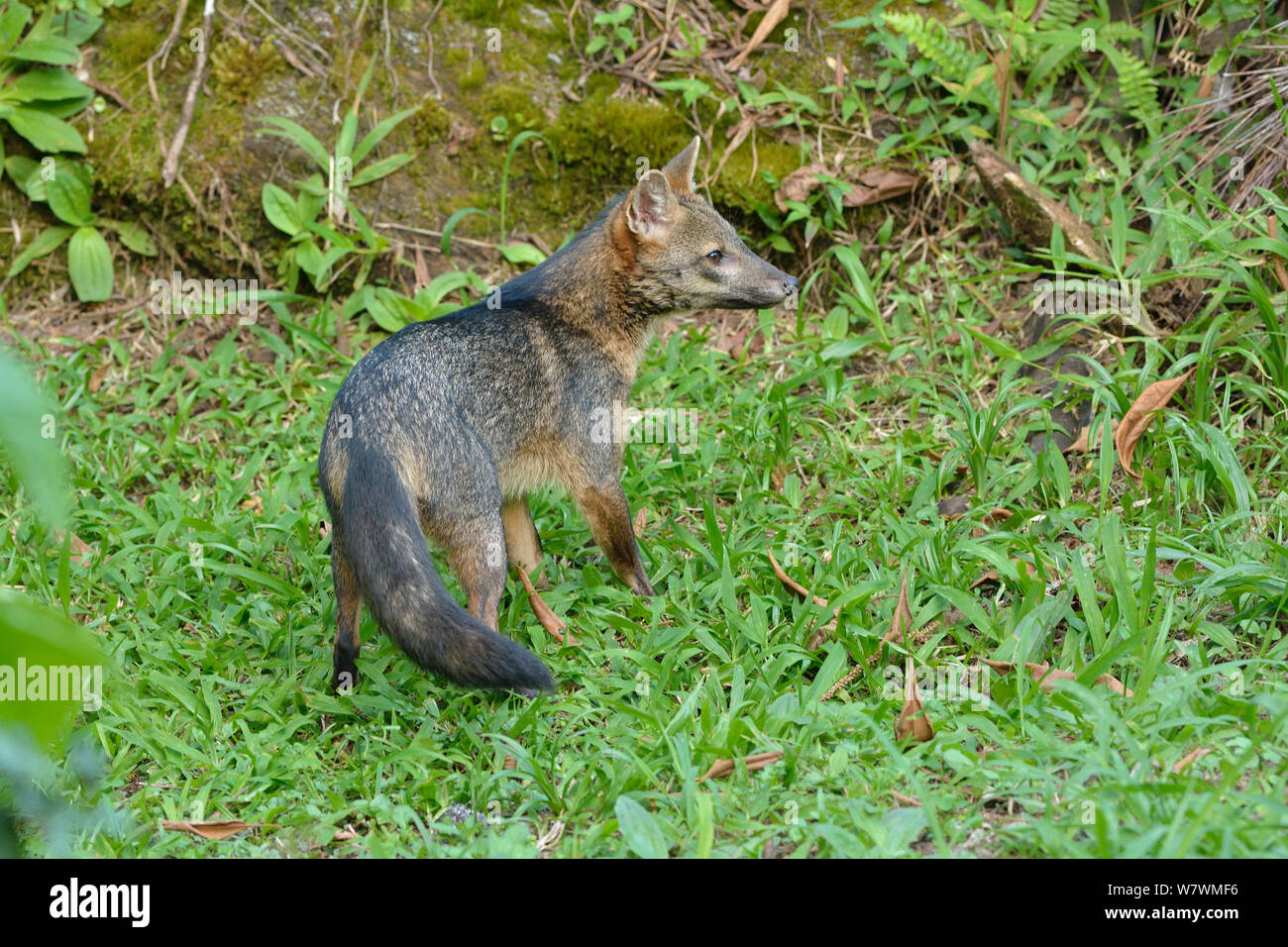 Krabben essen Fox (Cerdocyon thous) Serra Bonita Private natürliche Erbe (RPPN Serra Bonita) Süden Bahias, Osten Brasiliens. Stockfoto