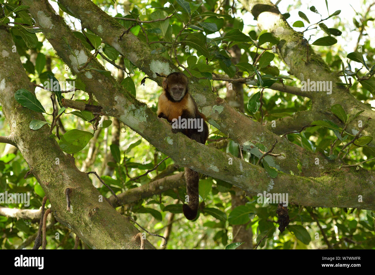 Yellow-breasted capuchin Affen oder Buff-vorangegangen Kapuziner Affen (Sapajus xanthosternos) montane Atlantischen Regenwaldes, Serra Bonita Private natürliche Erbe Reserve (RPPN Serra Bonita), Camacan, südlichen Bahia State, Ost Brasilien. Stockfoto