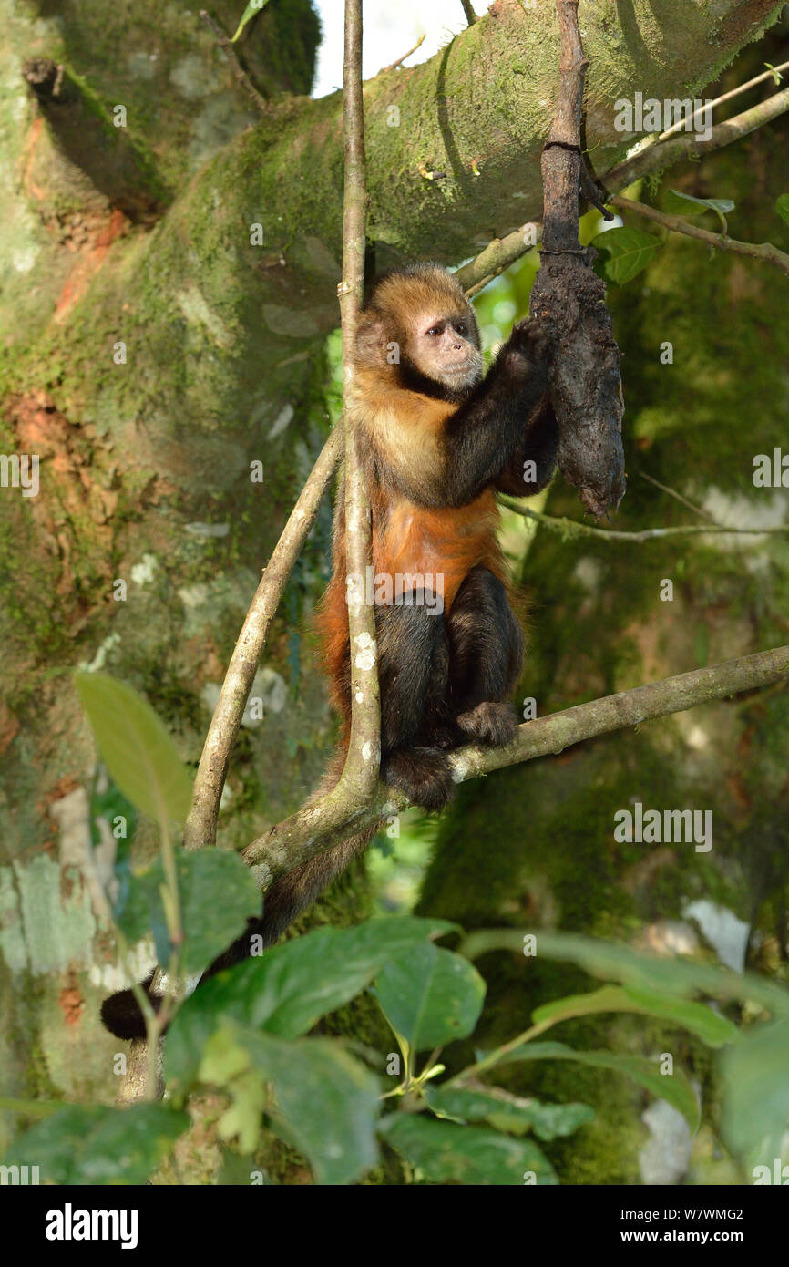 Yellow-breasted capuchin Affen oder Buff-vorangegangen Kapuziner Affen (Sapajus xanthosternos) montane Atlantischen Regenwaldes, Serra Bonita Private natürliche Erbe Reserve (RPPN Serra Bonita), Camacan, südlichen Bahia State, Ost Brasilien. Stockfoto