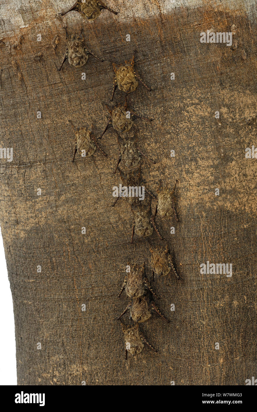 Spitzzange Fledermäuse (Rhynchonycteris naso) ruht auf Baum, Tres Irmaos Fluss, Pantanal, Mato Grosso, Mato Grosso, Westen Brasiliens. Stockfoto