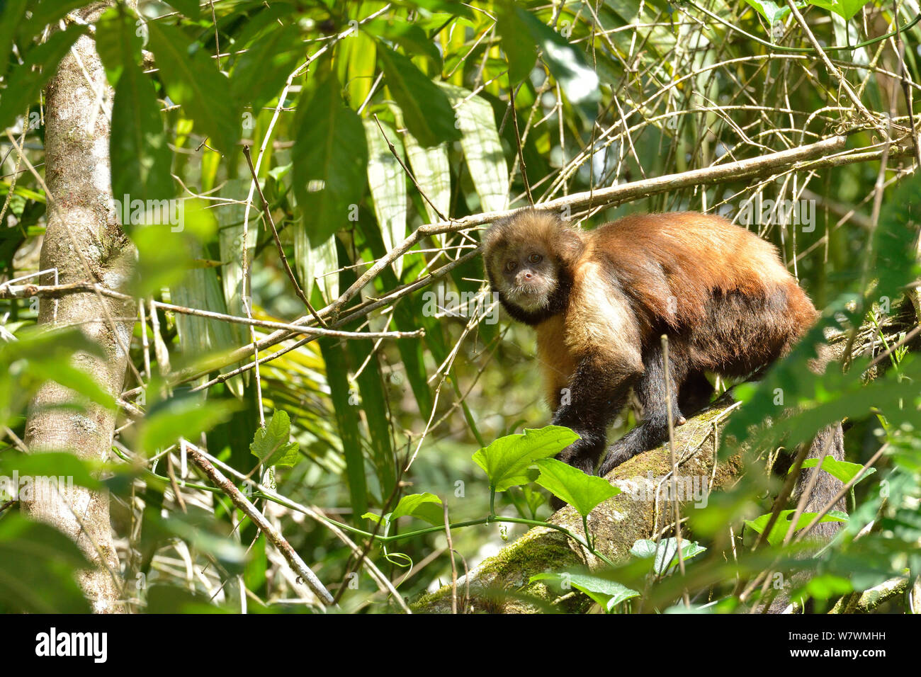 Yellow-breasted capuchin Affen oder Buff-vorangegangen Kapuziner Affen (Sapajus xanthosternos) montane Atlantischen Regenwaldes, Serra Bonita Private natürliche Erbe Reserve (RPPN Serra Bonita), Camacan, südlichen Bahia State, Ost Brasilien. Endemisch, vom Aussterben bedrohten Arten. Stockfoto