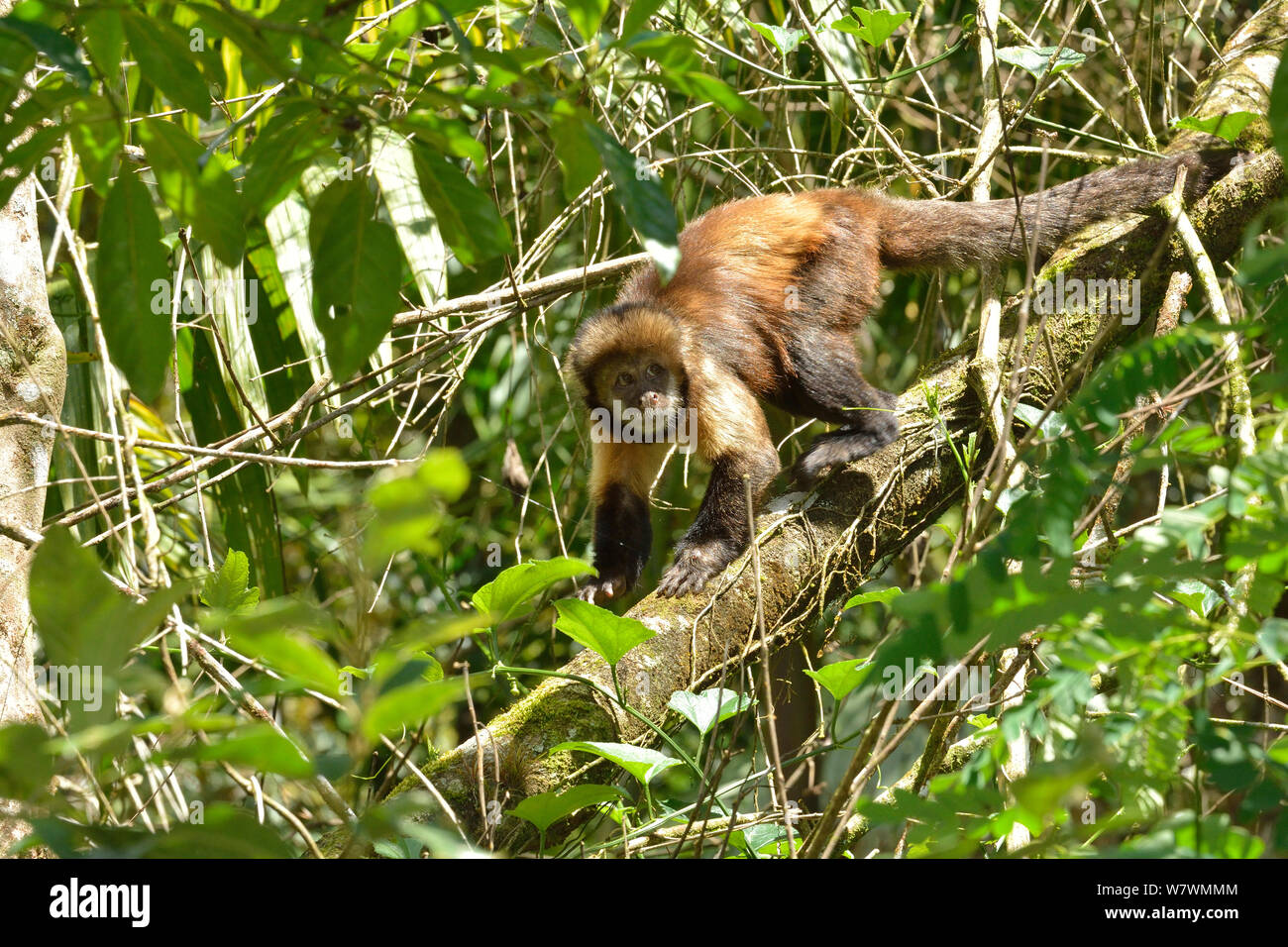 Yellow-breasted capuchin Affen oder Buff-vorangegangen Kapuziner Affen (Sapajus xanthosternos) Osten Brasiliens. Kritisch gefährdete Arten, endemisch. Stockfoto