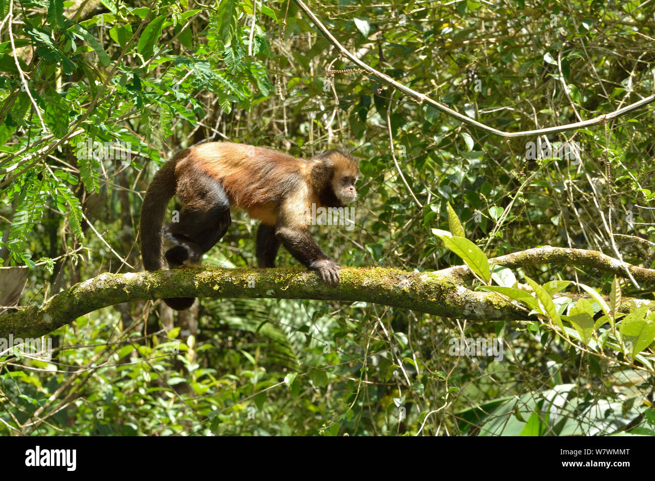 Yellow-breasted capuchin Affen oder Buff-vorangegangen Kapuziner Affen (Sapajus xanthosternos) montane Atlantischen Regenwaldes, Serra Bonita Private natürliche Erbe Reserve (RPPN Serra Bonita), Camacan, südlichen Bahia State, Ost Brasilien. Endemisch, kritisch bedrohte Arten Stockfoto
