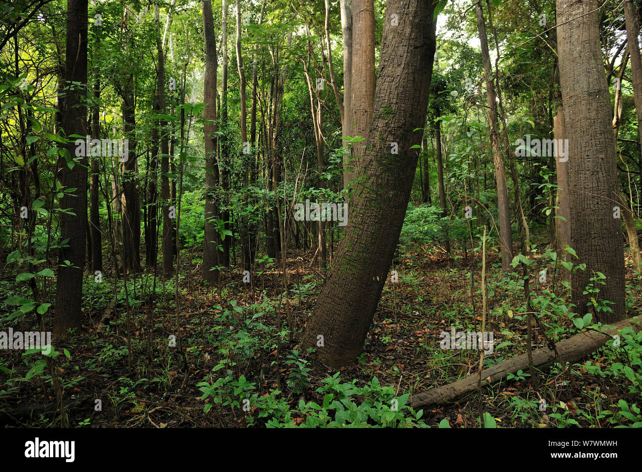 Brasilien, Amazonas, Varzea - Saison überfluteter Sumpfwald, Tapajos-Fluss  in der Nähe von Alter do Chao, Santarem, para-Staat Stockfotografie - Alamy