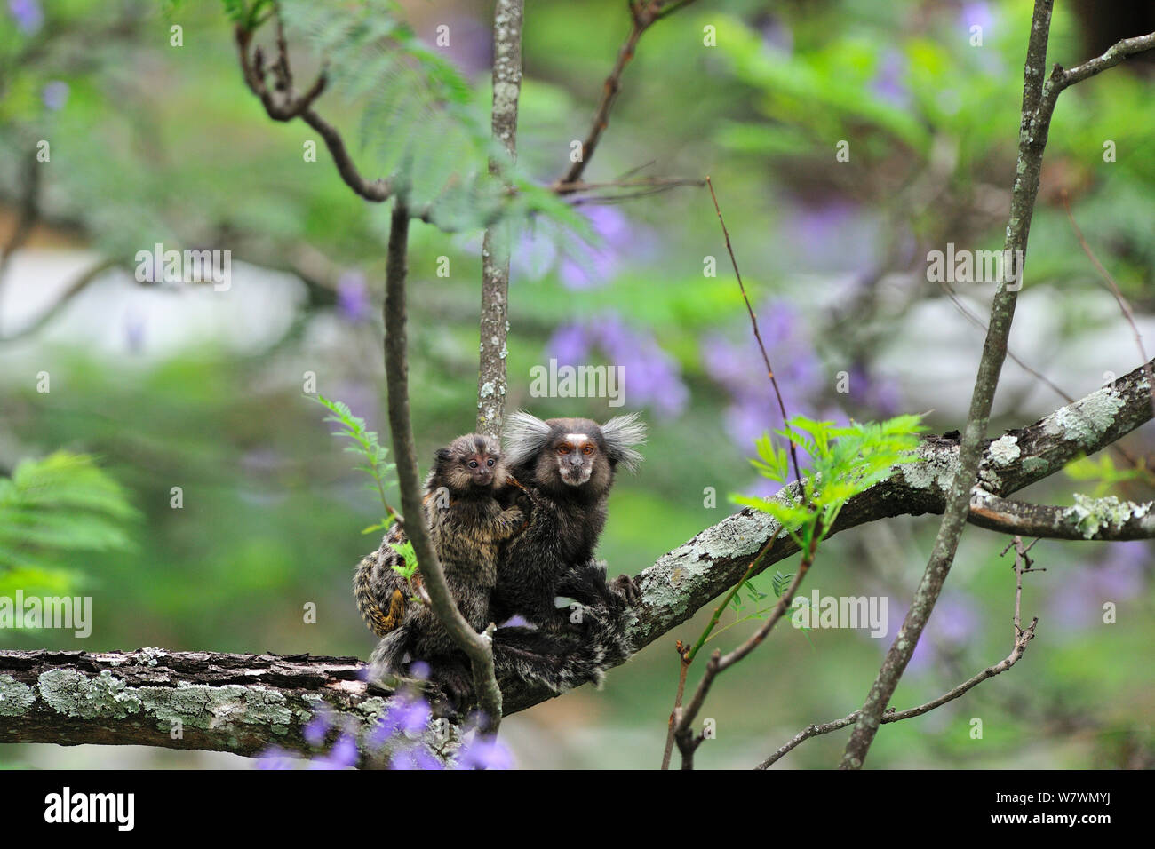 Weiß-getuftete - Ohr Marmosetten (Callithrix jaccus geführt) Baby, Rio de Janeiro, Rio de Janeiro, Südosten von Brasilien. Stockfoto