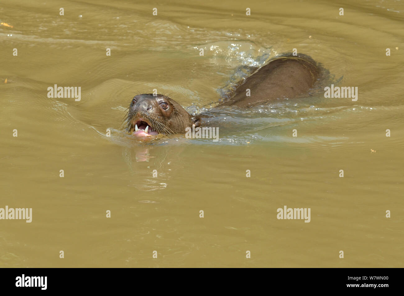 Riesenotter (Pteronura brasiliensis) in Piquiri Fluss Pantanal, Mato Grosso, Westen Brasiliens. Stockfoto