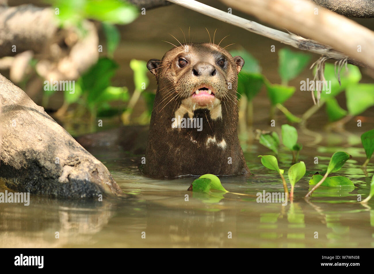 Riesenotter (Pteronura brasiliensis) in Piquiri Fluss Pantanal, Mato Grosso, Westen Brasiliens. Stockfoto