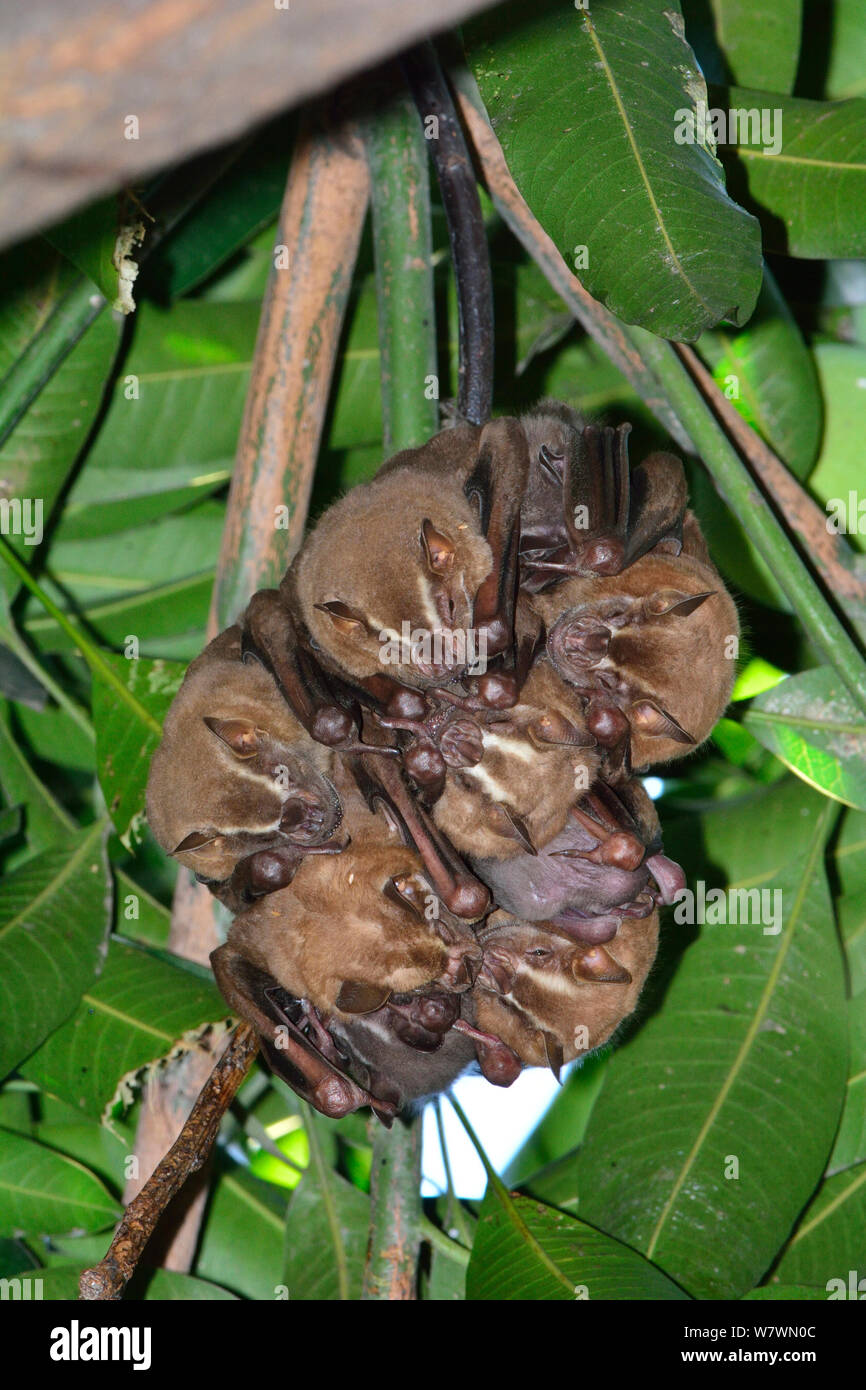 Blatt gerochene Fledermäuse (Phyllostomidae) zusammen Rastplätze in Baum, Rua Allgemeine Glicerio, Rio de Janiero Stadt, Brasilien. Stockfoto