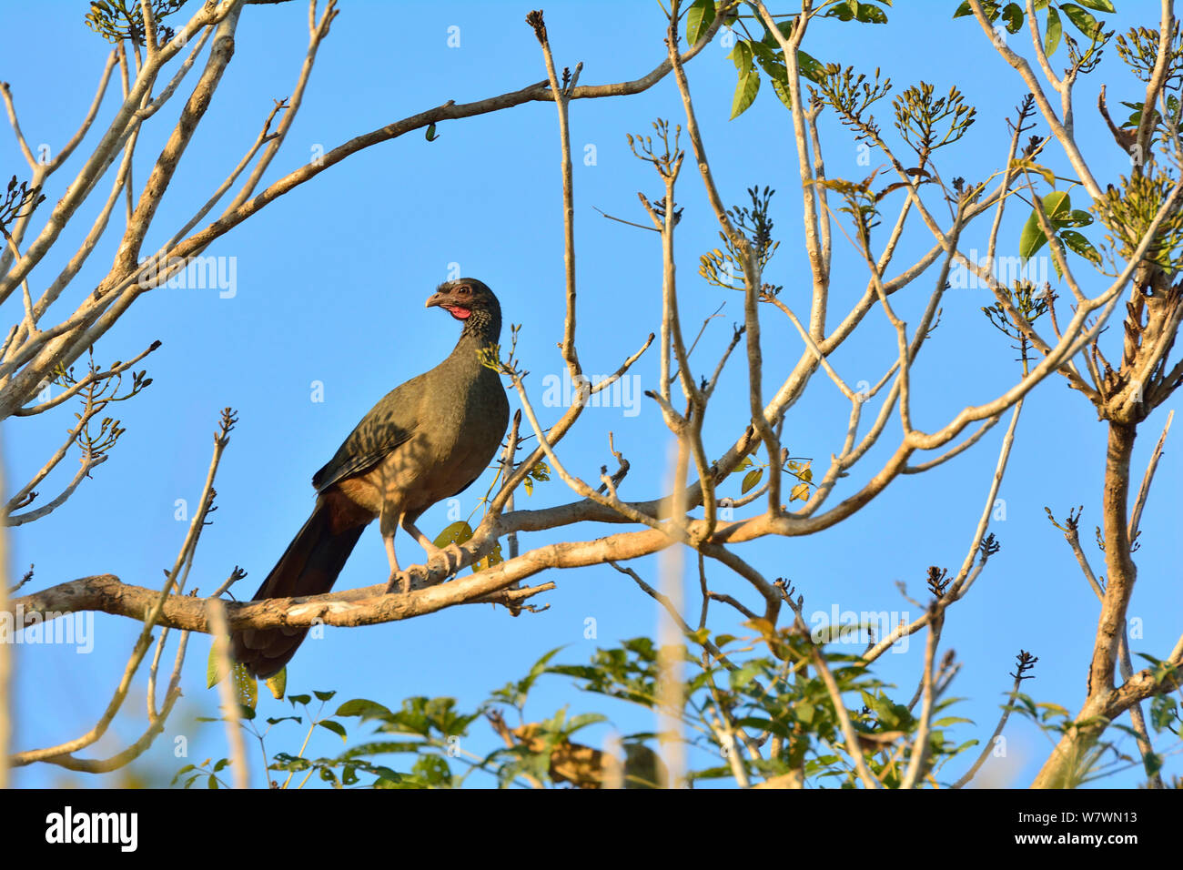 Chaco Chachalaca (Ortalis Canicollis) Pantanal, Mato Grosso, Brasilien. Stockfoto