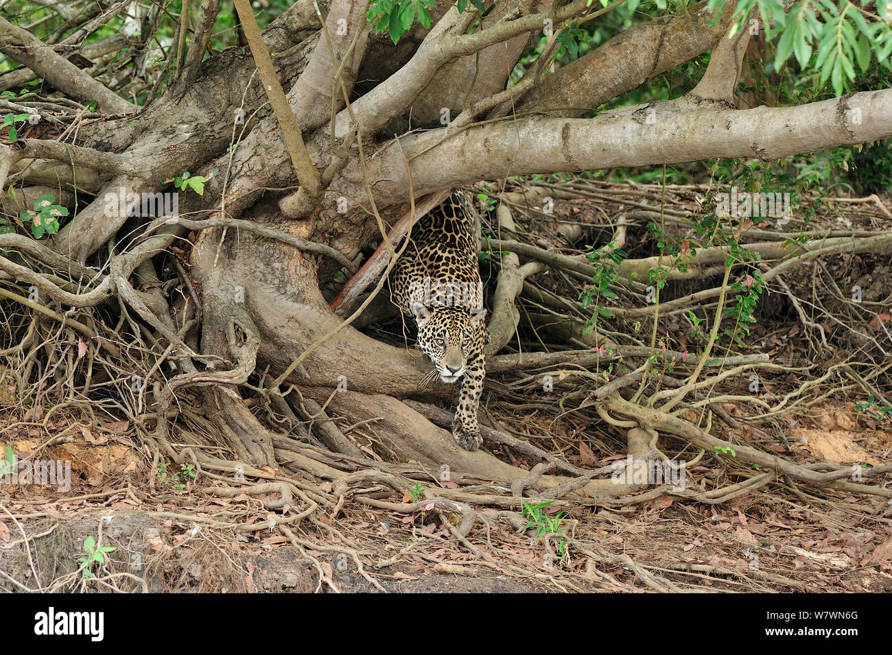 Weibliche Jaguar (Panthera onca) Jagen auf der Bank der Piquiri Fluss, Pantanal von Mato Grosso, Mato Grosso, Westen Brasiliens. Stockfoto