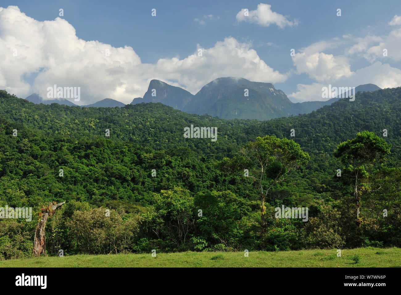 Atlantischen Regenwald, REGUA - Reserva Ecologica Guapiacu, Cachoeiras de Macacu, Rio de Janeiro, Südosten von Brasilien, Februar. Stockfoto