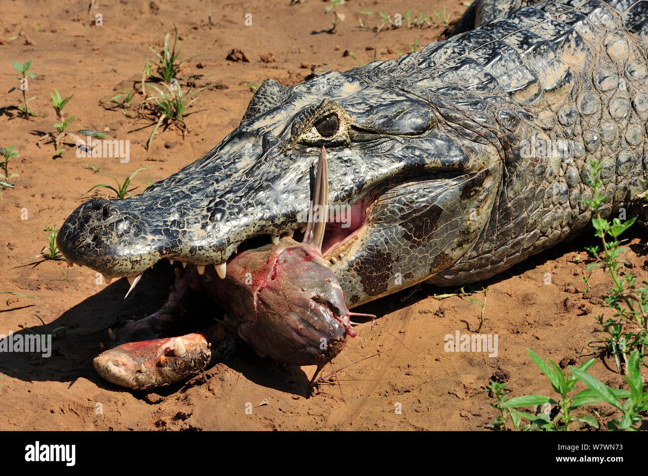 Paraguay Kaimane (Caiman yacare) feedin auf Fisch, in Piquiri Fluss, Pantanal von Mato Grosso, Mato Grosso, Westen Brasiliens. Stockfoto