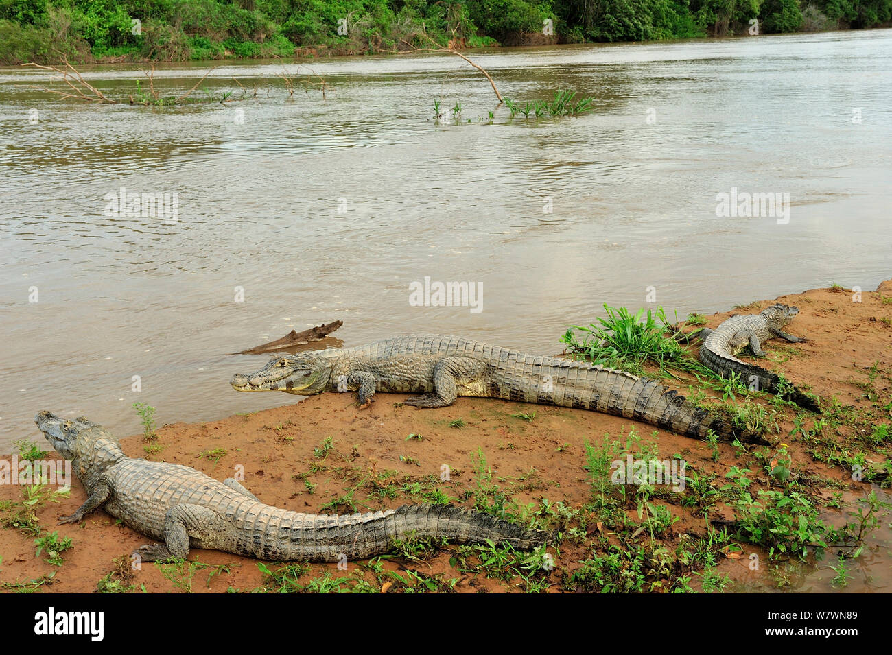 Yacare Kaimane (Caiman yacare) am Ufer des Flusses Piquiri, Pantanal von Mato Grosso, Mato Grosso, Westen Brasiliens. Stockfoto