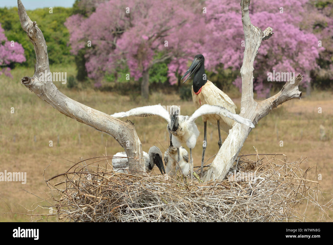 Jabiru (Jabiru mycteria) Storch im Nest mit Küken mit Rosa Ipe (Tabebuia ipe/Handroanthus impetiginosus) in Blüte im Hintergrund, Pantanal, Mato Grosso, Westen Brasiliens. Stockfoto