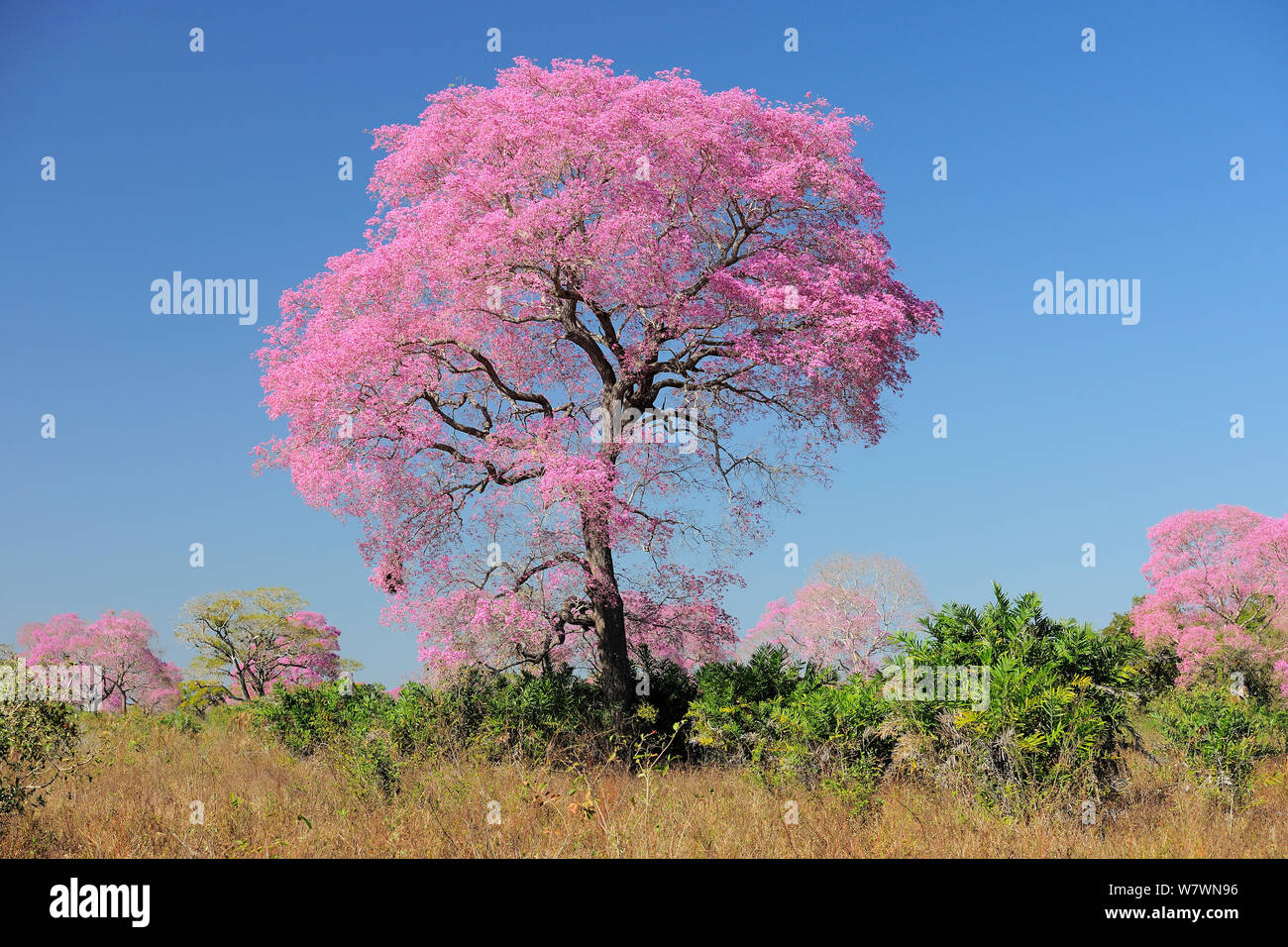 Rosa Ipe (Tabebuia ipe/Handroanthus impetiginosus) in Blüte, Pantanal, Mato Grosso, Westen Brasiliens. Stockfoto