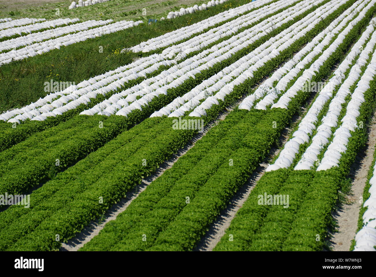 Reihen von grünen Salat mit Weiß top Schutz in einem Bereich, in dem Land, in der Bretagne, Frankreich Stockfoto