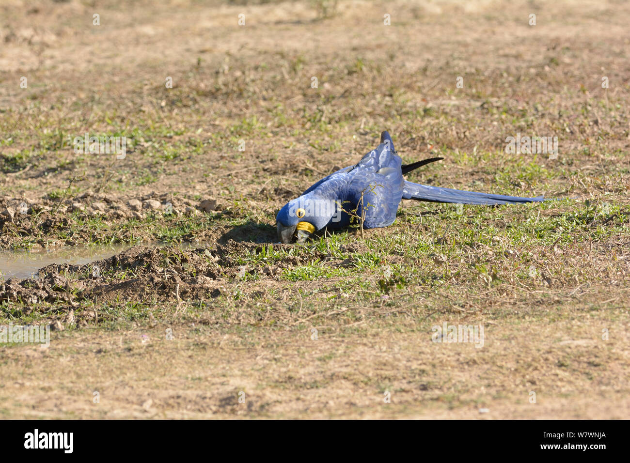 Hyazinthara (Anodorhynchus hyacinthinus) trinken, Pantanal, Brasilien. Stockfoto