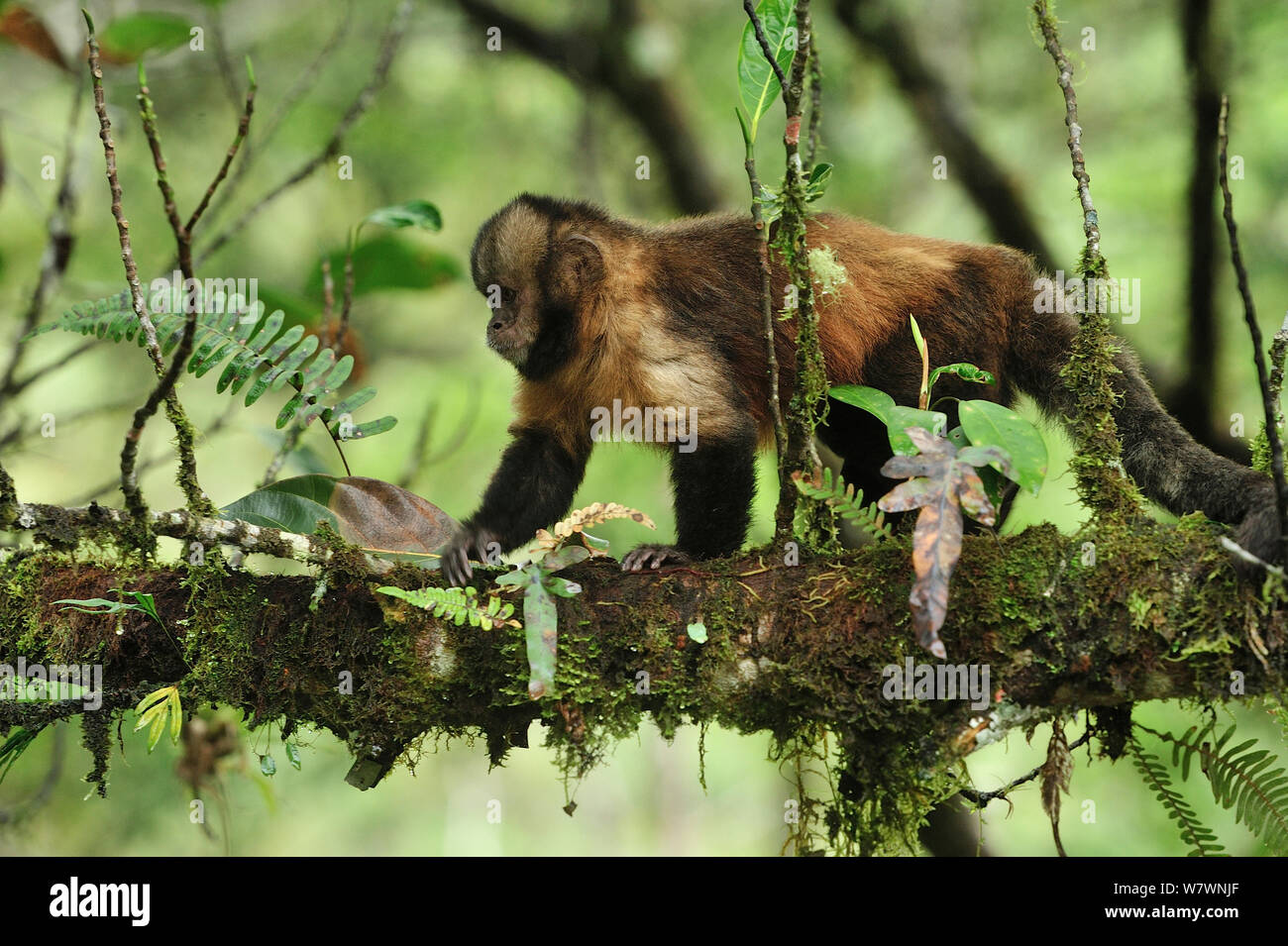 Yellow-breasted capuchin Affen oder Buff-vorangegangen Kapuziner Affen (Sapajus xanthosternos) montane Atlantischen Regenwaldes von Serra Bonita Private natürliche Erbe (RPPN Serra Bonita), Camacan, südlichen Bahia State, Ost Brasilien. Kritisch gefährdete Arten, endemisch. Stockfoto