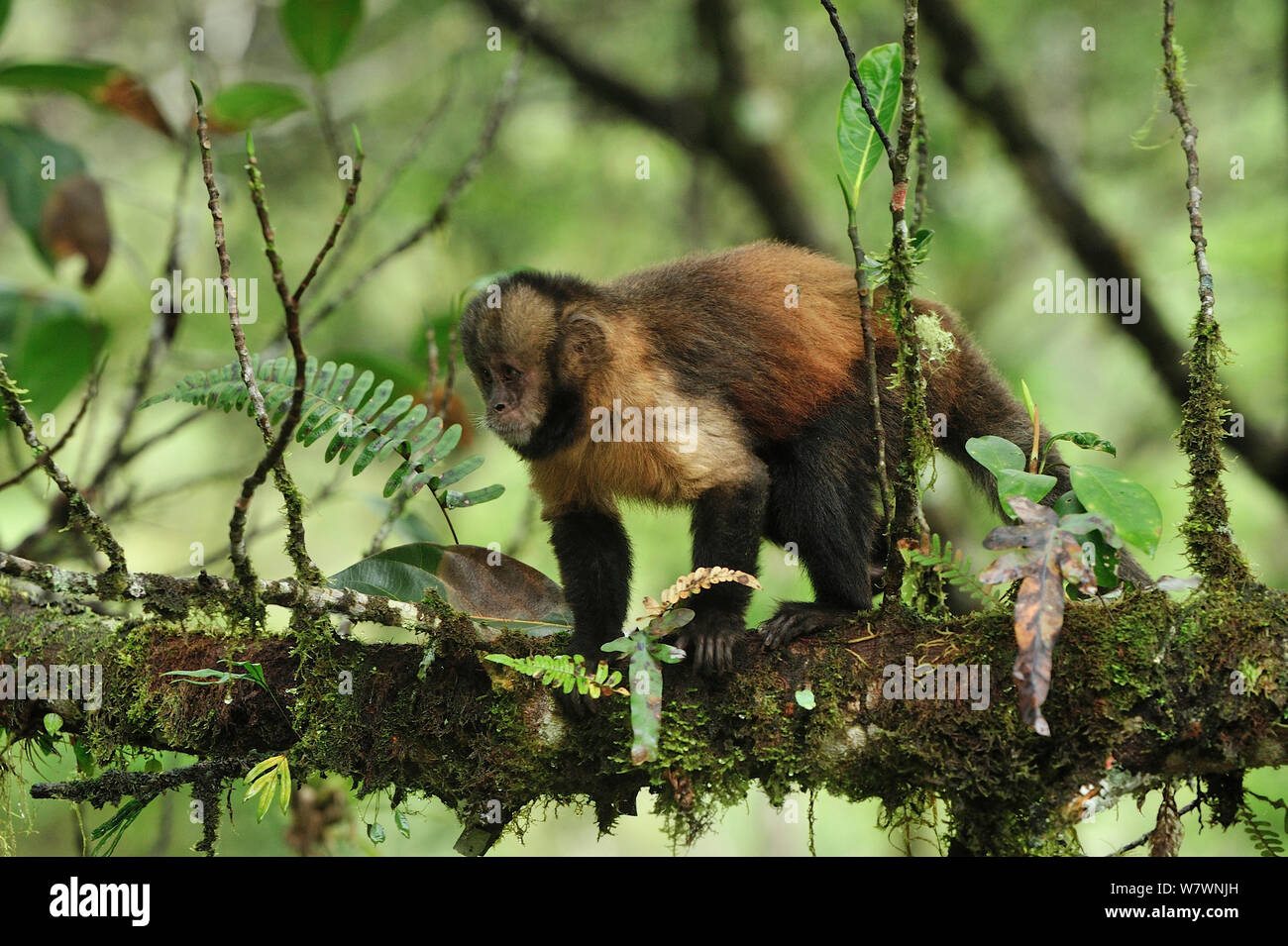 Yellow-breasted capuchin Affen oder Buff-vorangegangen Kapuziner Affen (Sapajus xanthosternos) montane Atlantischen Regenwaldes von Serra Bonita Private natürliche Erbe (RPPN Serra Bonita), Camacan, südlichen Bahia State, Ost Brasilien. Kritisch gefährdete Arten, endemisch. Stockfoto