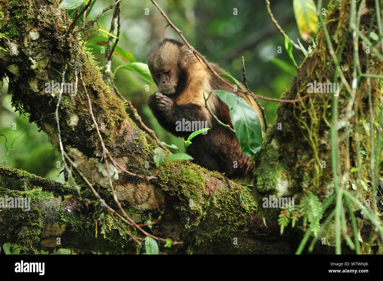 Yellow-breasted capuchin Affen oder Buff-vorangegangen Kapuziner Affen (Sapajus xanthosternos) montane Atlantischen Regenwaldes von Serra Bonita Private natürliche Erbe (RPPN Serra Bonita), Camacan, südlichen Bahia State, Ost Brasilien. Kritisch gefährdete Arten, endemisch. Stockfoto