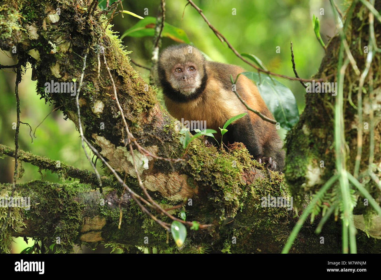 Yellow-breasted capuchin Affen oder Buff-vorangegangen Kapuziner Affen (Sapajus xanthosternos) montane Atlantischen Regenwaldes von Serra Bonita Private natürliche Erbe (RPPN Serra Bonita), Camacan, südlichen Bahia State, Ost Brasilien. Kritisch gefährdete Arten, endemisch. Stockfoto