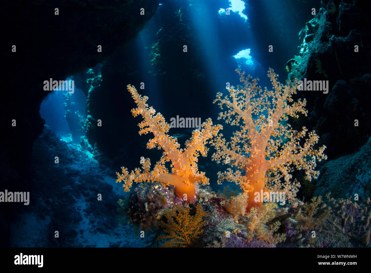 Paar Weichkorallen (Scleronephthya Corymbosa) wachsen sie in Cavern im Korallenriff. Diese Art ist typisch für die Höhle Lebensräume. Uum Karerim, St Johns Riff. Ägypten. Das rote Meer. Stockfoto