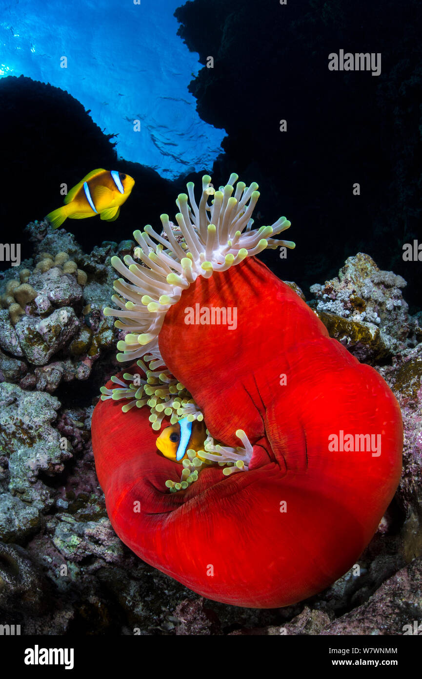 Rotes Meer anemonenfischen (Amphiprion bicinctus) mit ihrem Haus, herrliche Seeanemone (Heteractis magnifica), die bis in den späten Nachmittag geschlossen hat, enthüllt am Korallenriff. St Johns Riff. Ägypten. Das rote Meer. Stockfoto