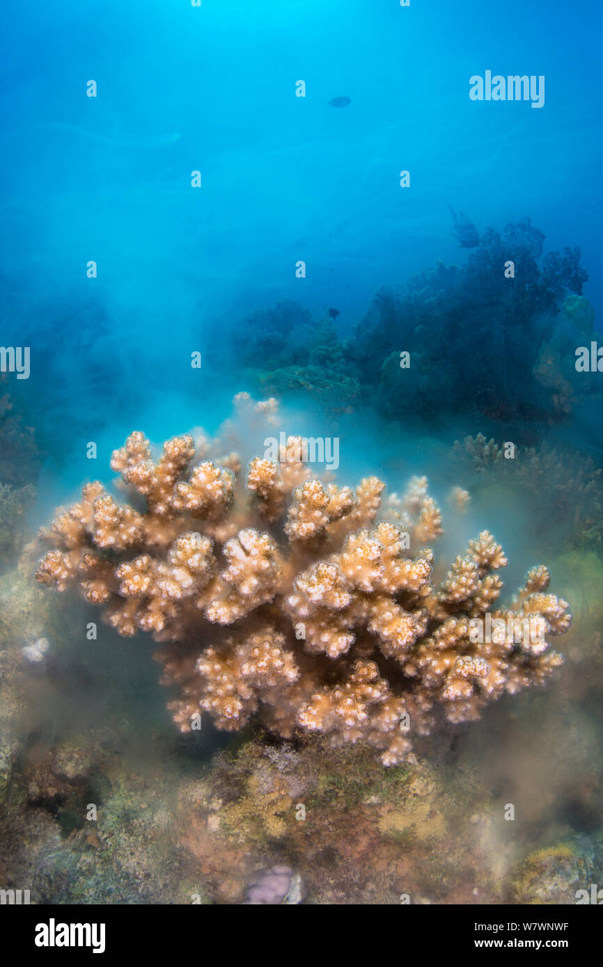 Kolonie von Blumenkohl (Pocillopora damicornis) Coral Coral Spawning Gameten. Fotografiert ein bis zwei Tage vor Neumond. Die Alternativen, Ras Mohammed Marine Park, Sinai, Ägypten. Das rote Meer. Stockfoto