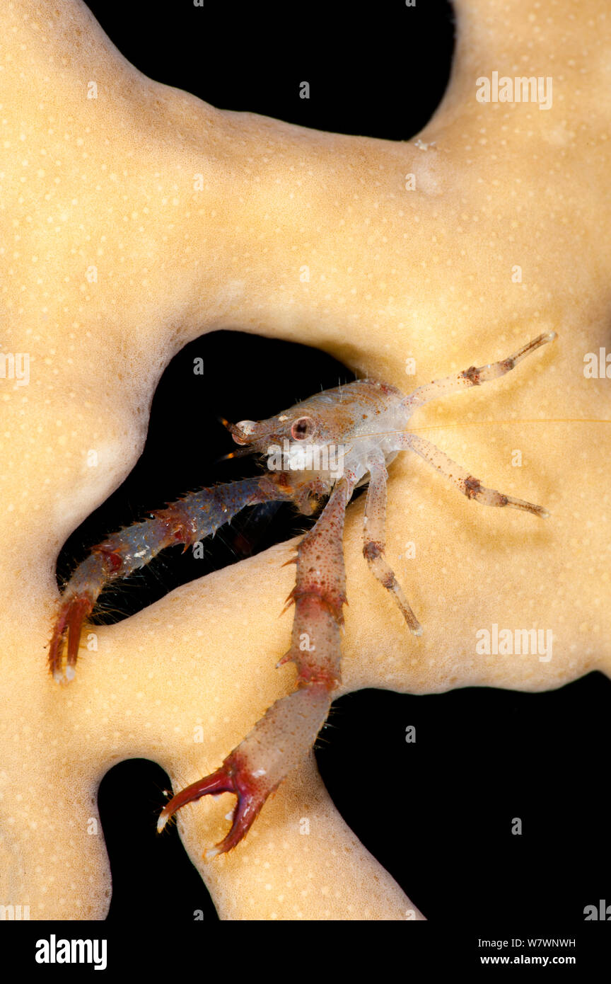 Rotes Meer squat Lobster (Galathea sp.) auf Firecoral (Millepora dichotoma) bei Nacht. Ras Katy, Sharm El Sheikh, Sinai, Ägypten. Golf von Aqaba, Rotes Meer. Stockfoto