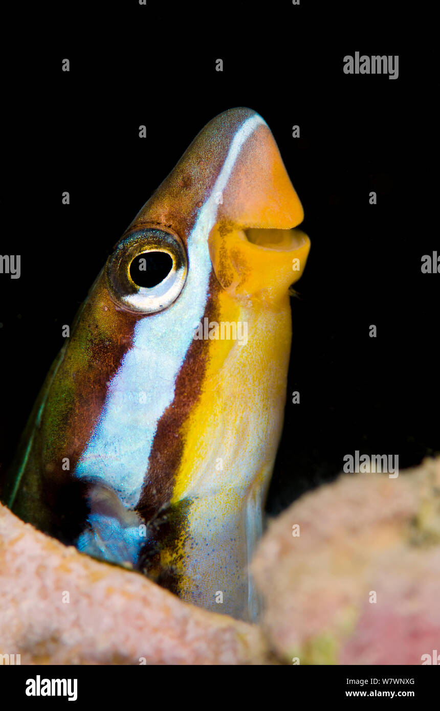 Blau-weiß gestreifte fangblenny (Plagiotremus rhinorhynchos) peeking aus seinem Loch im Korallenriff. Diese kleinen Fische leben in Bohrungen aber Dart die Skalen aus anderen Fisch zu essen. Sinai, Ägypten. Golf von Aqaba, Rotes Meer Stockfoto