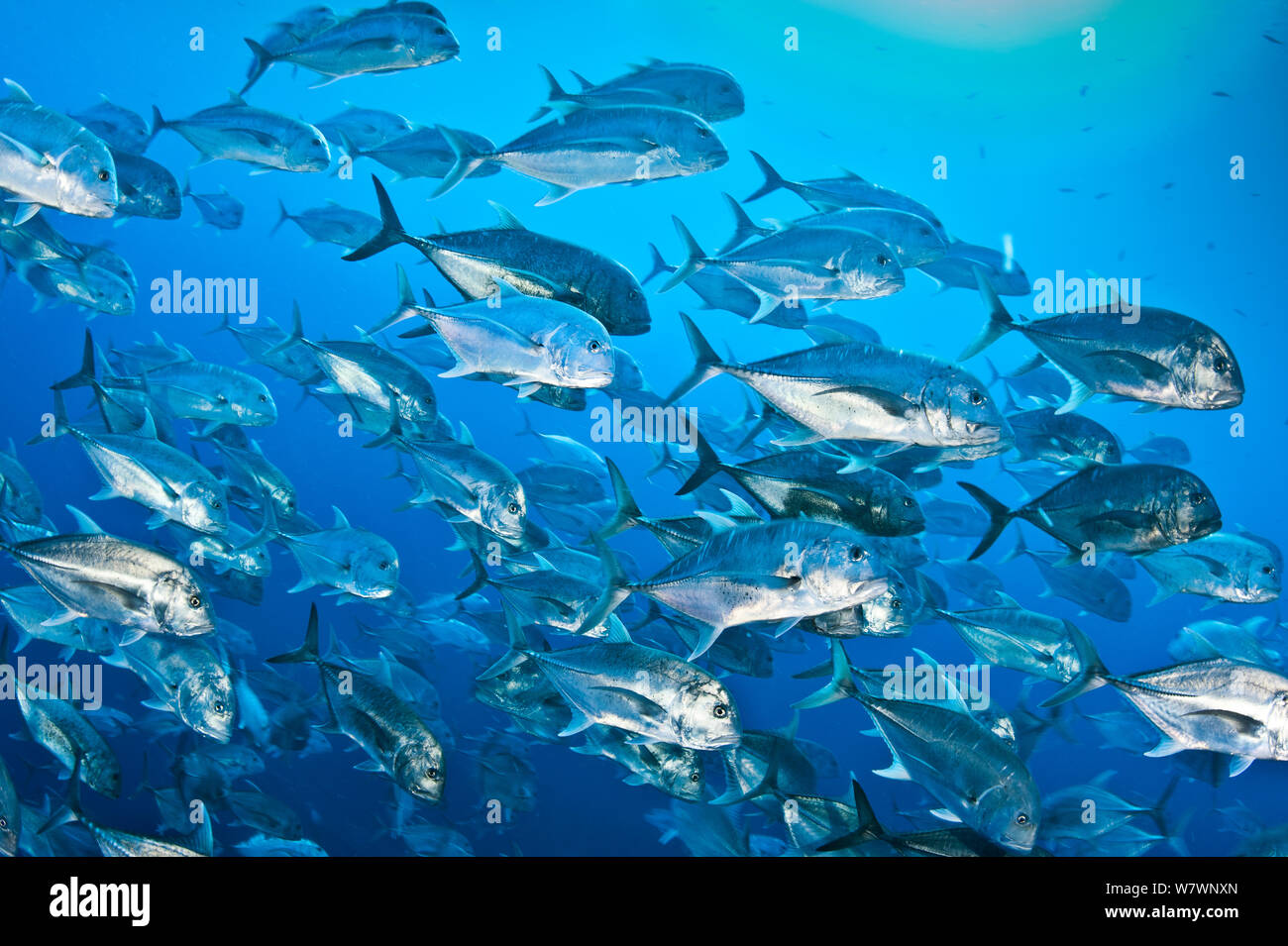 Schule der riesigen stachelmakrelen (Caranx Ignobilis) im offenen Wasser aus der Wand am Shark Reef, Ras Mohammed Marine Park, Sinai, Ägypten. Das rote Meer. Stockfoto