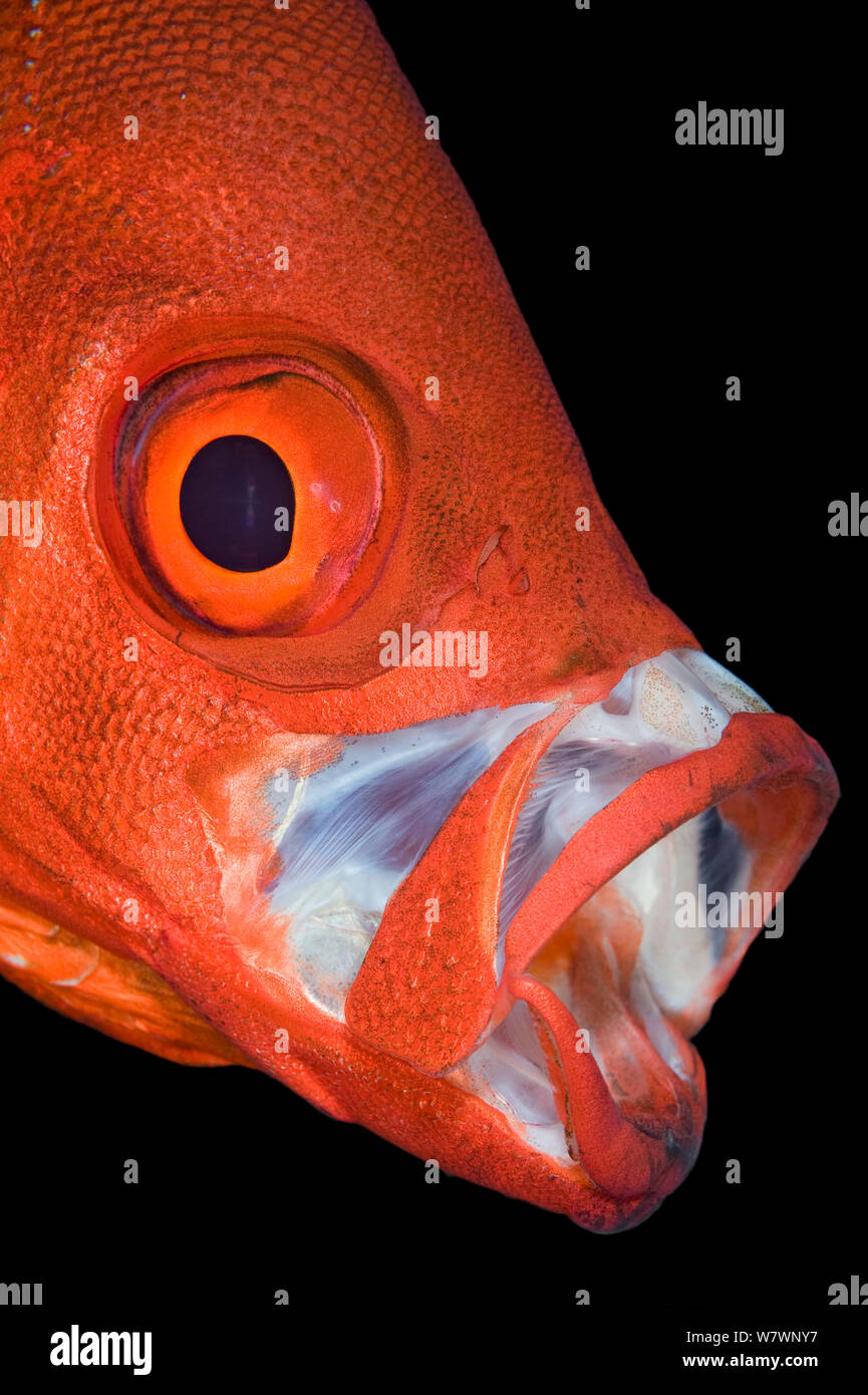 Portrait von Crescent-tail Großaugenthun (Priacanthus hamrur) Gähnen. Gubal Island, Ägypten. Straße von Gubal, Golf von Suez, Rotes Meer. Stockfoto