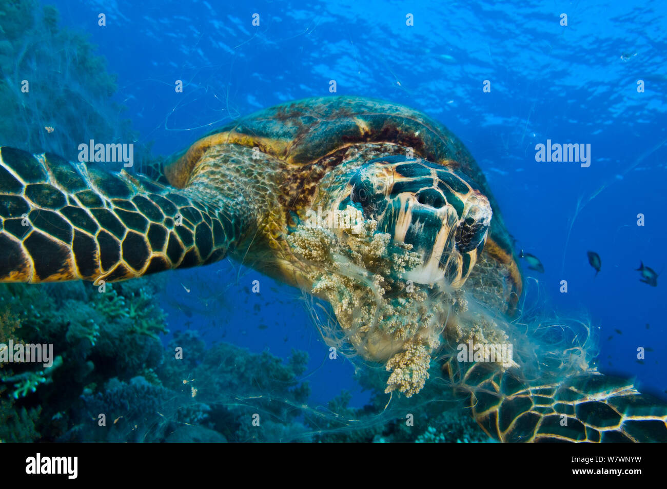 Karettschildkröte (Eretmochelys imbricata) Fütterung mit Weichkorallen. Ras Mohammed Marine Park, Sinai, Ägypten. Das rote Meer. Stockfoto