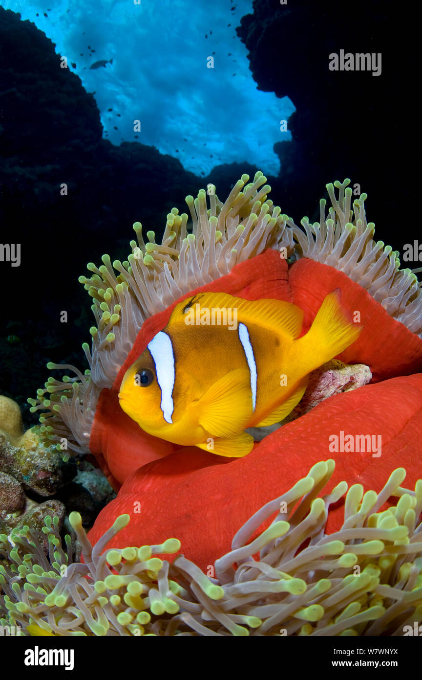Rotes Meer anemonenfischen (Amphiprion bicinctus) in herrlichen Seeanemone (Heteractis magnifica), die bis in den späten Nachmittag geschlossen hat, auf Korallenriff unter stürmischen Meer. St Johns Riff. Ägypten. Das rote Meer. Stockfoto