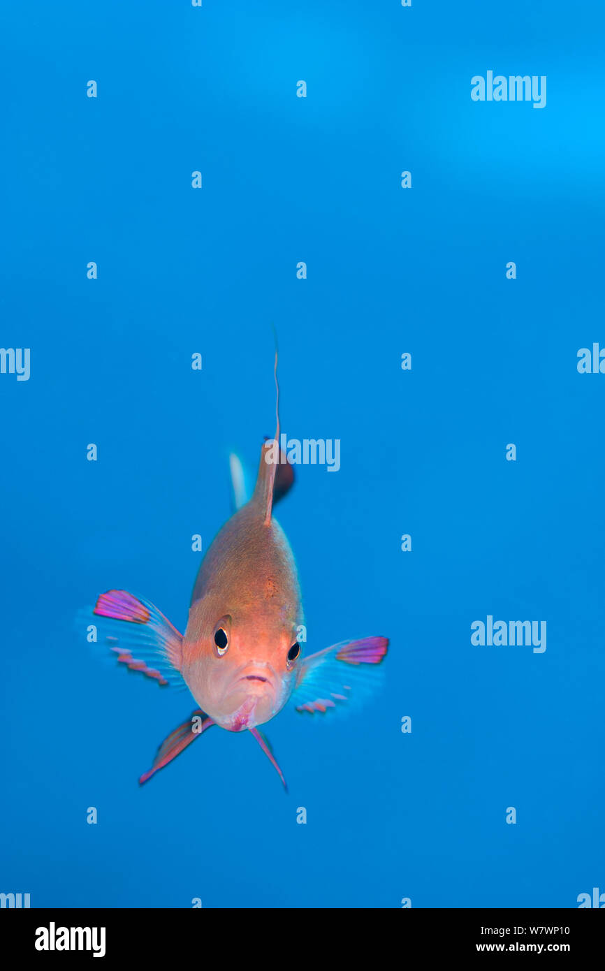 Portrait von männlichen (Scalefin anthias Pseudanthias squamipinnis) Schwimmen im offenen Wasser sich von Plankton ernähren. Ras Katy, Sinai, Ägypten. Golf von Aqaba, Rotes Meer. Stockfoto