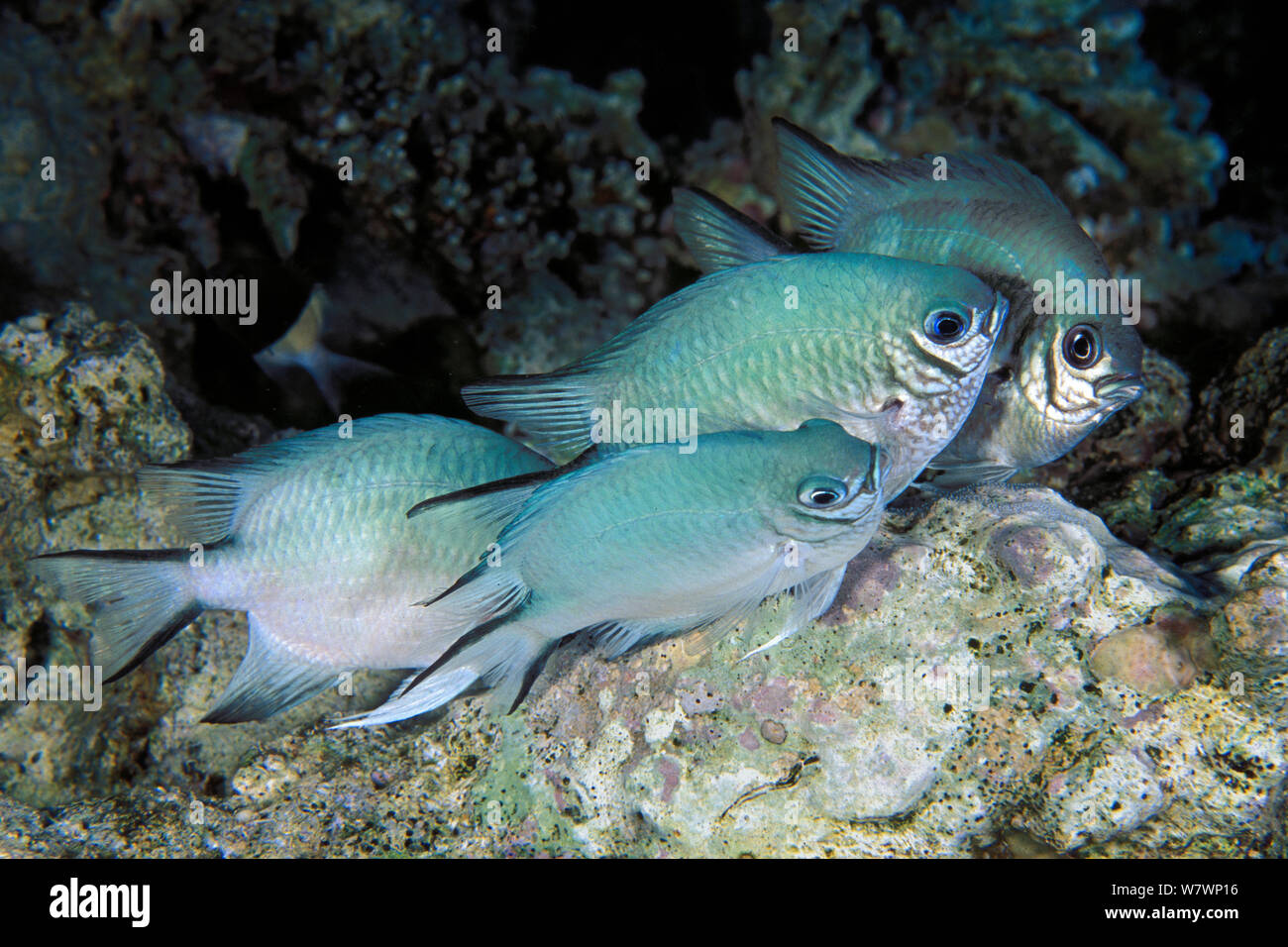 Männliche Whitebellied Riffbarsche (Amblyglyphidodon leucogaster) hat drei Frauen gleichzeitig Eier in seinem Nest. Die kleine, weiße Eier sind sichtbar unter der Mann, der die Fische am weitesten nach rechts. Ras Katy, Sharm El Sheikh, Sinai, Ägypten. Golf von Aqaba, Rotes Meer. Stockfoto