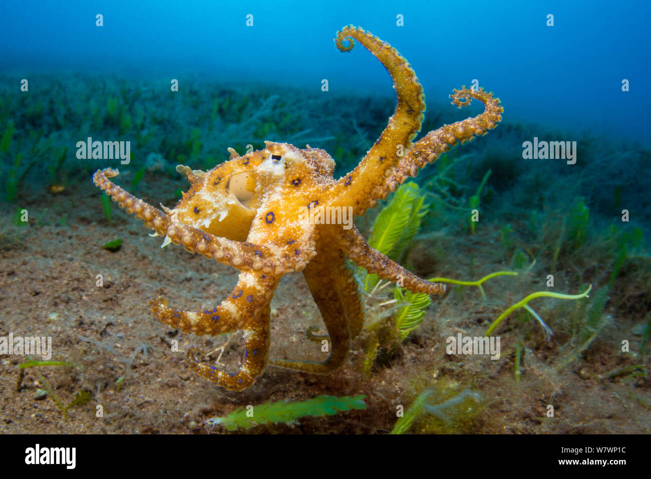 Blue ringed Octopus (Hapalochlaena lunulata) Anzeige über den Meeresboden bewegt. Dumaguete, Dauin, Negros, Philippinen. Bohol Sea, Tropische West Pazifik. Stockfoto