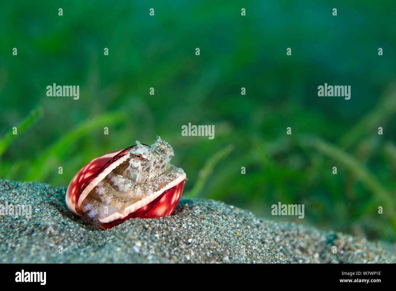 Geädert Octopus (Amphioctopus Marginatus) Zuflucht in einem leeren cockle Shell. Anilao, Batangas, Luzon, Philippinen. Verde Island Passagen, Tropische West Pazifik. Stockfoto