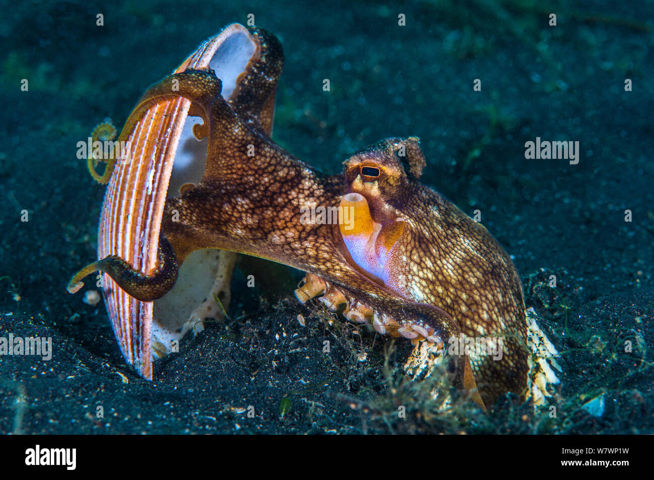 Geädert Octopus (Amphioctopus Marginatus) kommt aus seiner Höhle, Anheben Stück von Shell. Bitung, Nord Sulawesi, Indonesien. Lembeh Strait, Molukken Meer. Stockfoto