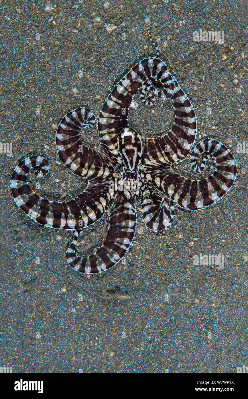 Mimic Octopus (Thaumoctopus mimicus) Flares seine Arme und zeigt kontrastfarbigen Muster wie es bewegt sich über sandigen Meeresgrund. Bitung, Nord Sulawesi, Indonesien. Lembeh Strait, Molukken Meer. Stockfoto