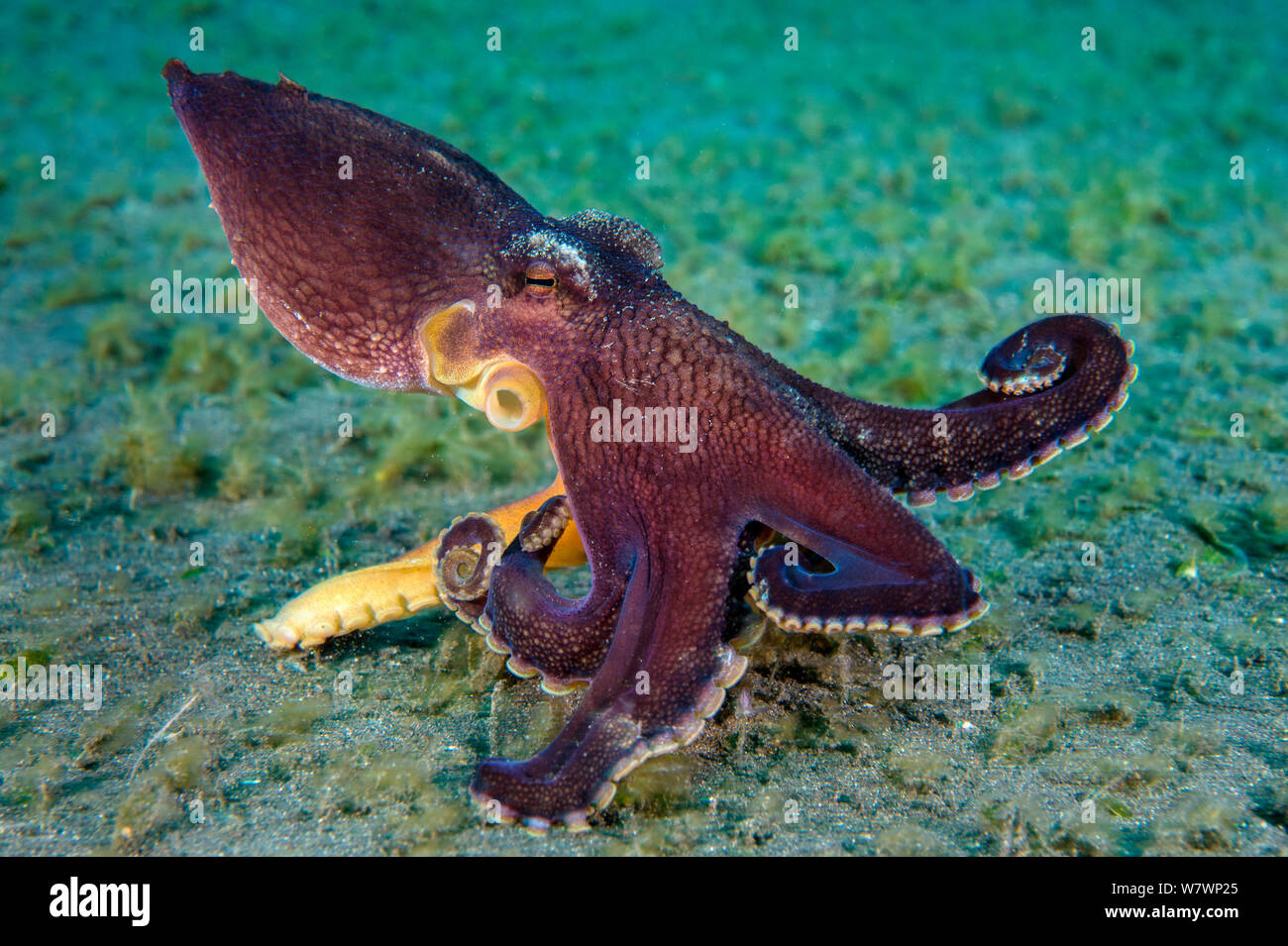 Geädert Octopus (Amphioctopus Marginatus) scuttles über den Meeresgrund. Bitung, Nord Sulawesi, Indonesien. Lembeh Strait, Molukken Meer. Stockfoto