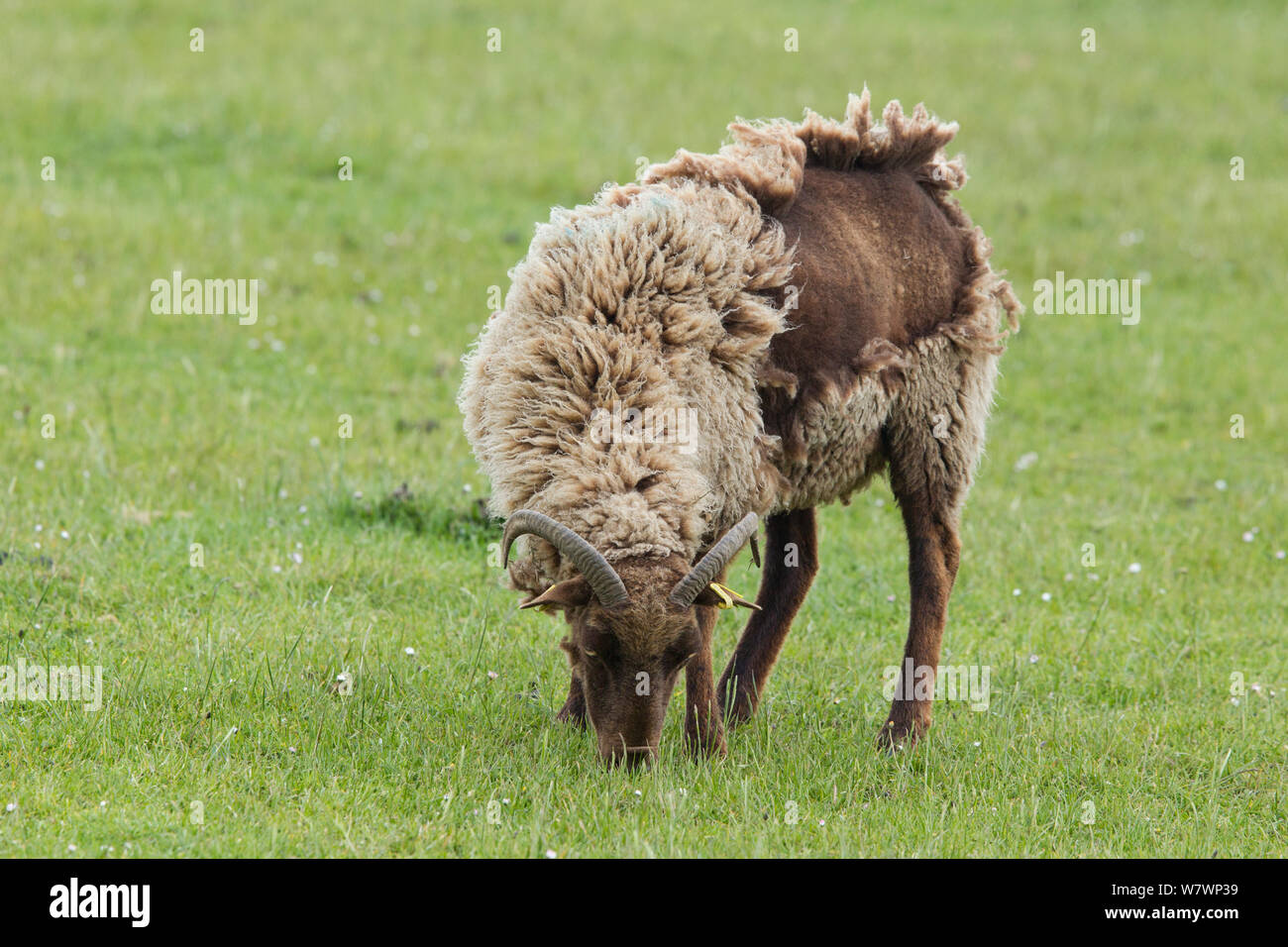 Manx loughtan (Ovis aries) Ewe Fütterung auf kurzen Gras in einem Feld, mit Hälfte gehäutet Wolle, Cregneash, Isle of Man, Großbritannien. Mai. Stockfoto