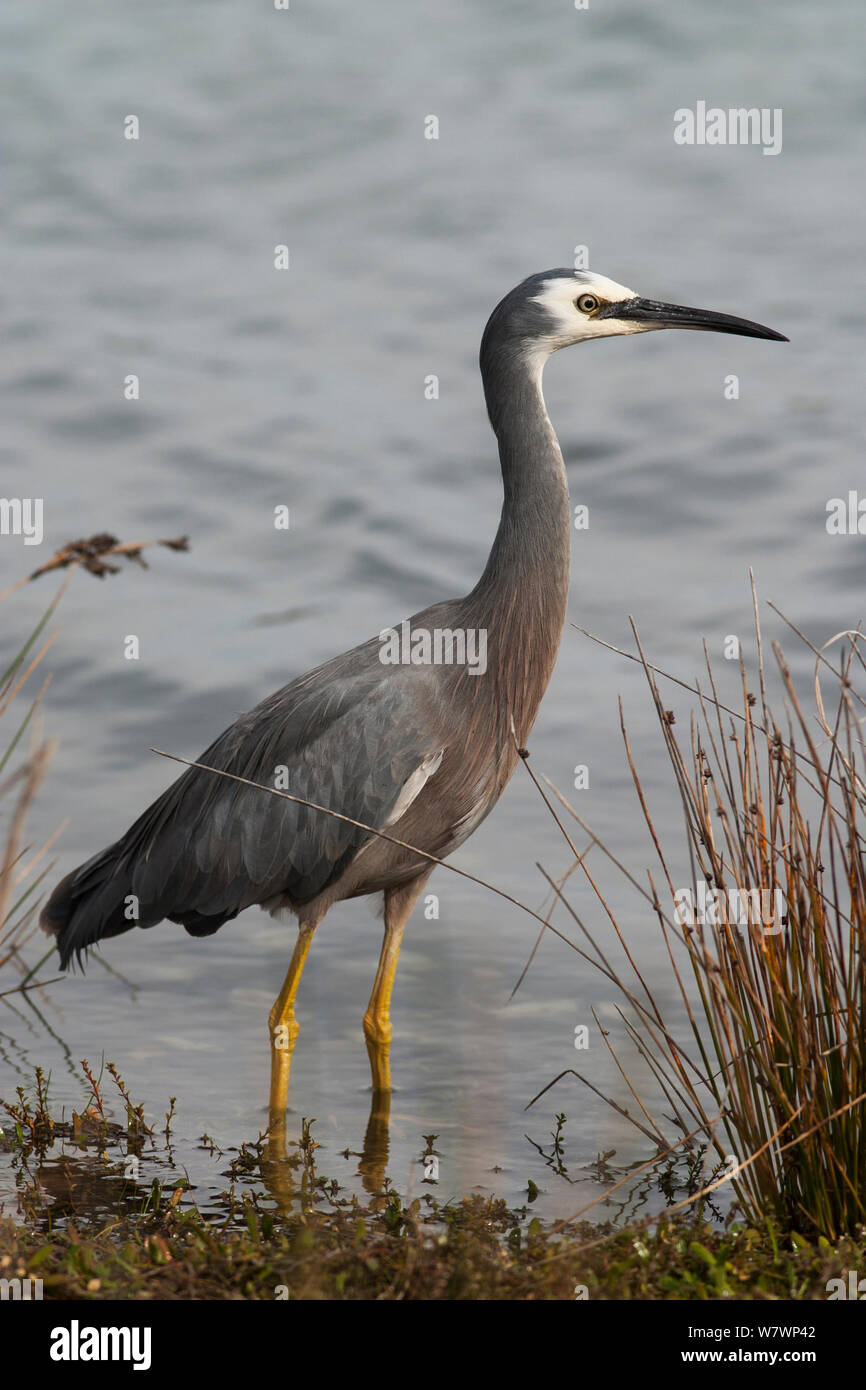 Nach White-faced Heron (Egretta novaehollandiae) Zucht im Gefieder, Fütterung im flachen Wasser. Waikanae Estuary, Wellington, Neuseeland, Mai. Stockfoto