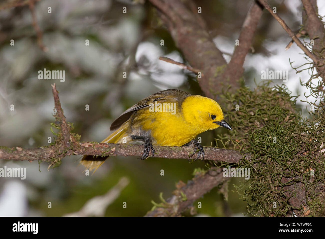 Erwachsene männliche Yellowhead (Mohoua ochrocephala) blickend in Moos während der nahrungssuche. Haast Pass, West Coast, Neuseeland, Januar. Gefährdete Arten. Stockfoto