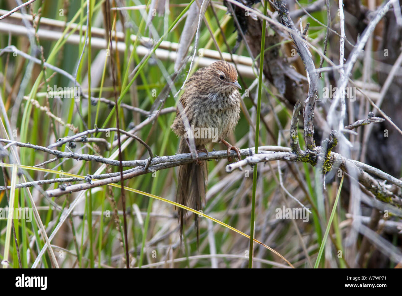 Nach Fernbird (Megalurus vealeae punctata) auf einem Zweig unter Vegetation gelegen, zeigt seine unverwechselbare zackigen Schwanzes. Turangi, vulkanischen Plateau, Neuseeland, Januar. Stockfoto