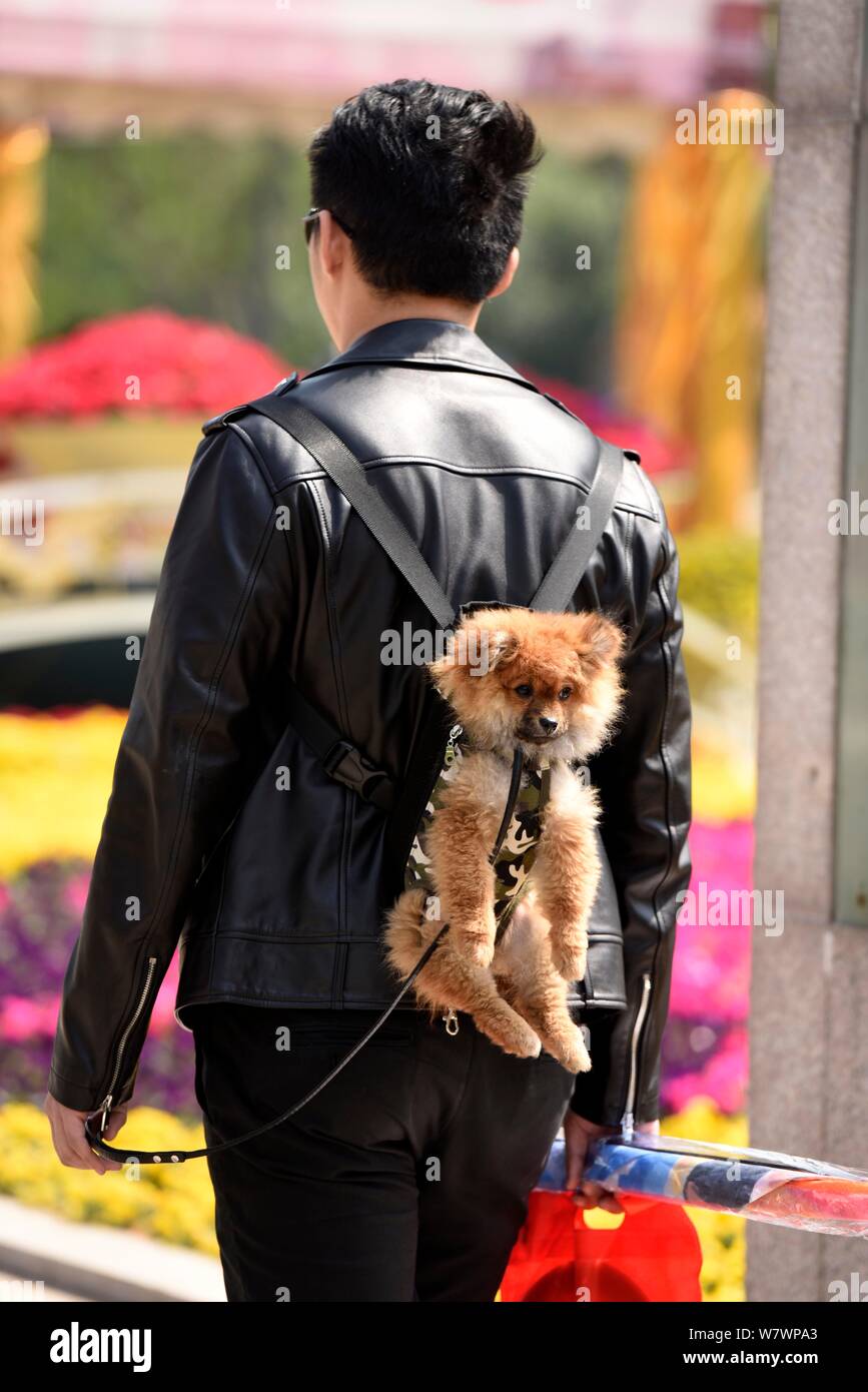 Ein chinesischer Mann verwendet einen "baby Sling' seinen Hund zu unterstützen, während er während einer Buchmesse in Huaian Stadt hängt in der ostchinesischen Provinz Jiangsu, 23. April Stockfoto